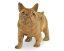 Dřevěná soška Bulldog 18 cm - varianta D