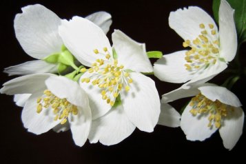 Květy jasmínu