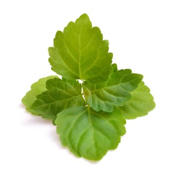 Listy patchouli (pačuli)