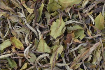 Bílý čaj - nejjemnější sorta čaje - Počet nálevů čaje - Jeden