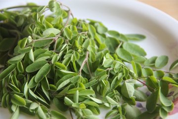 Moringa olejodárná (Moringa oleifera)