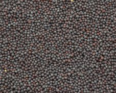 Hořčice černá celá 50 g