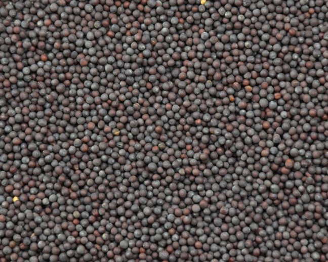 Hořčice černá celá 50 g