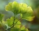 Ginkgo biloba - starobylá rostlina s fascinující historií