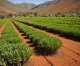Rooibos v ohrožení