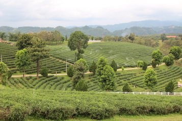 Čajová plantáž v Thajsku