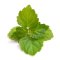 Listy patchouli (pačuli)