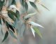 Eukalyptus - aromatická rostlina s australskými kořeny