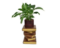 Dřevěný podstavec pod rostliny Golden Books 40 cm