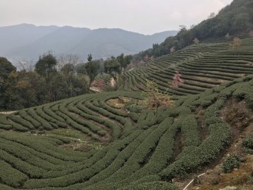 Výlet na čajovou plantáž