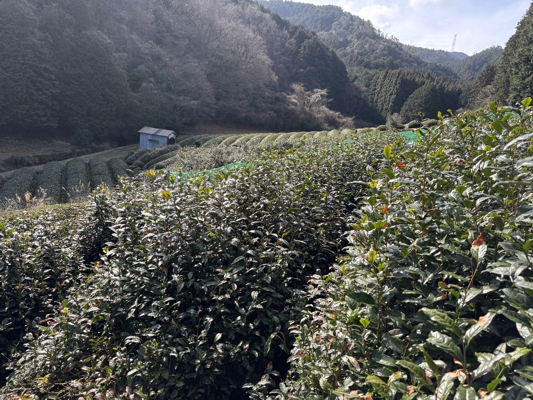 Kjoto čajová plantáž