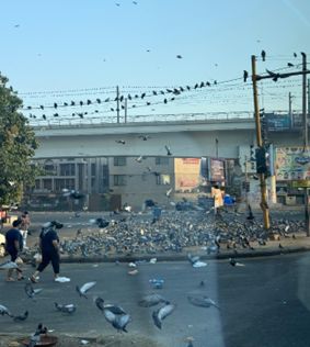 Holubí invaze v Novém Dilí